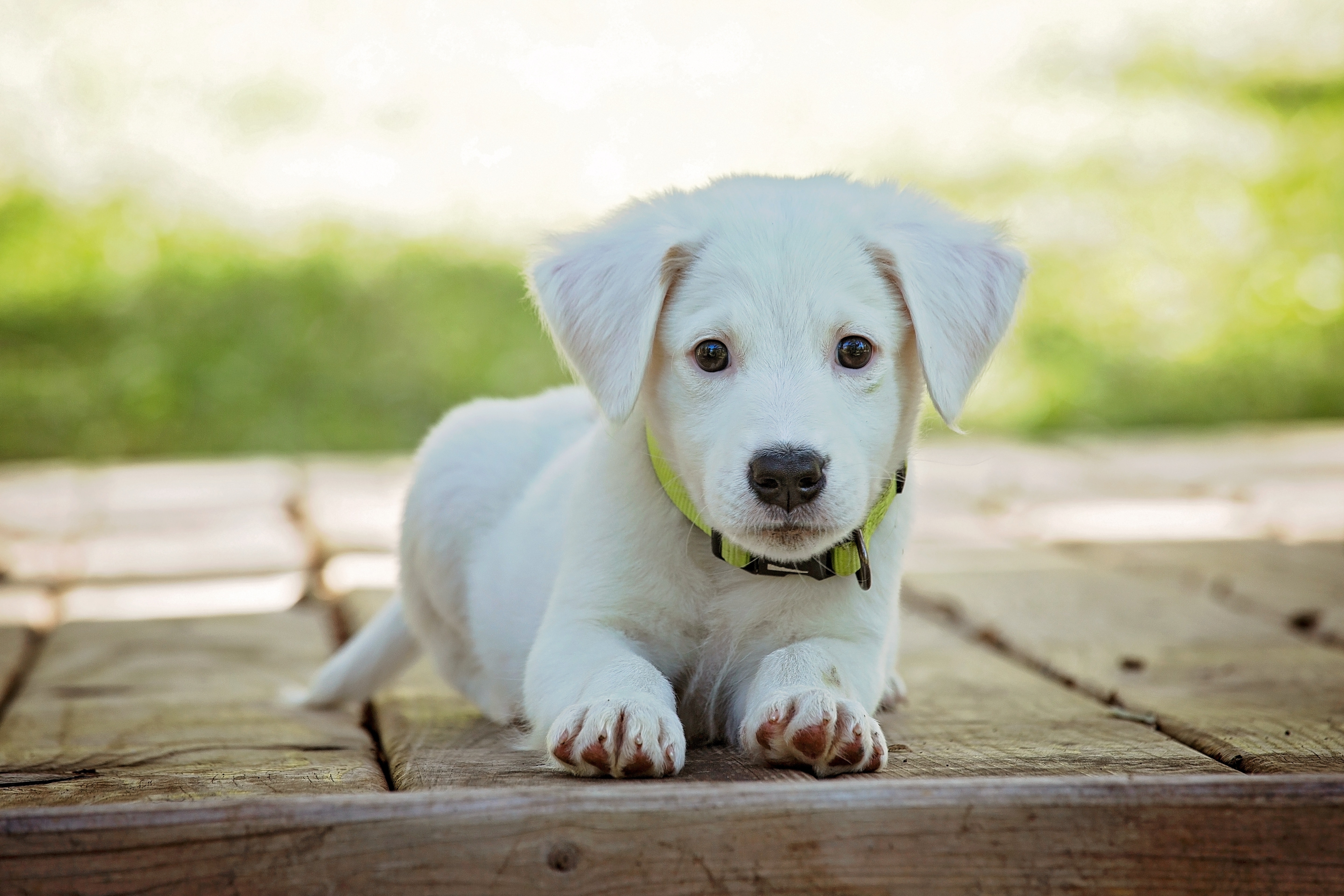 Como proporcionar uma alimentação saudável e natural para cães e gatos