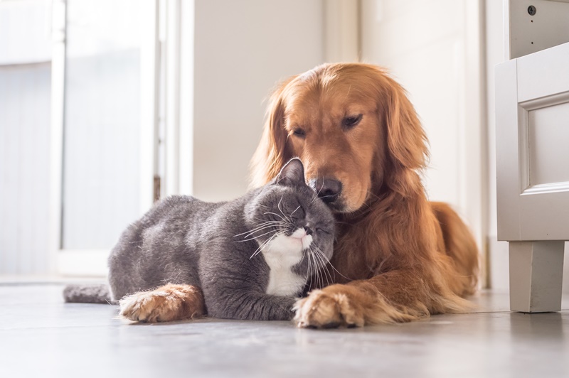 5 motivos para investir no curso de alimentação natural para cães e gatos