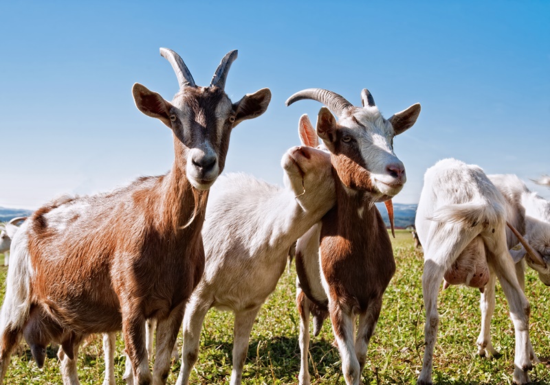 Saiba como escolher o pasto ideal para caprinos e ovinos