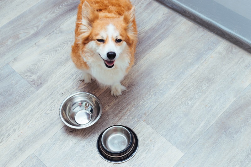 Entenda como a dieta natural funciona para os pets