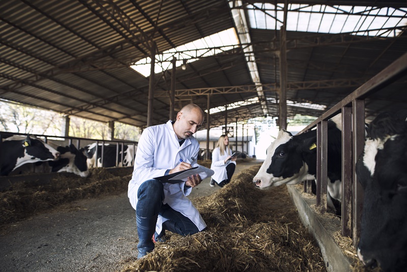 Conheça o mercado profissional para o médico veterinário e zootecnista.