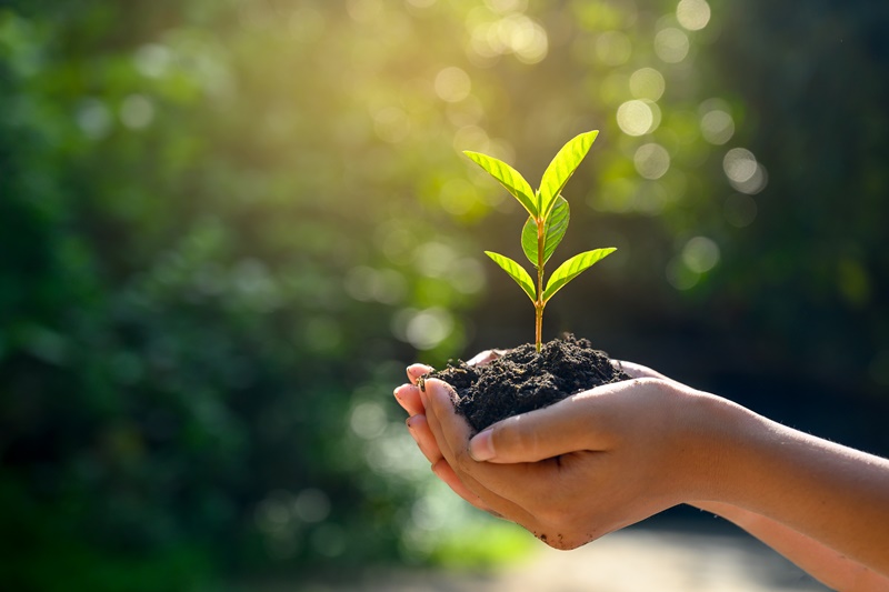 Agricultura regenerativa: o que é, como funciona e quais as vantagens?