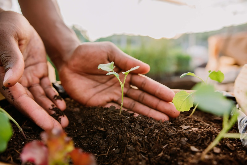 Como trabalhar com a agricultura regenerativa?