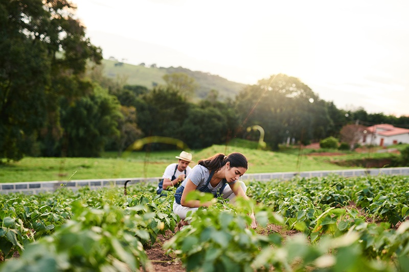 Entenda a importância da sustentabilidade na agricultura